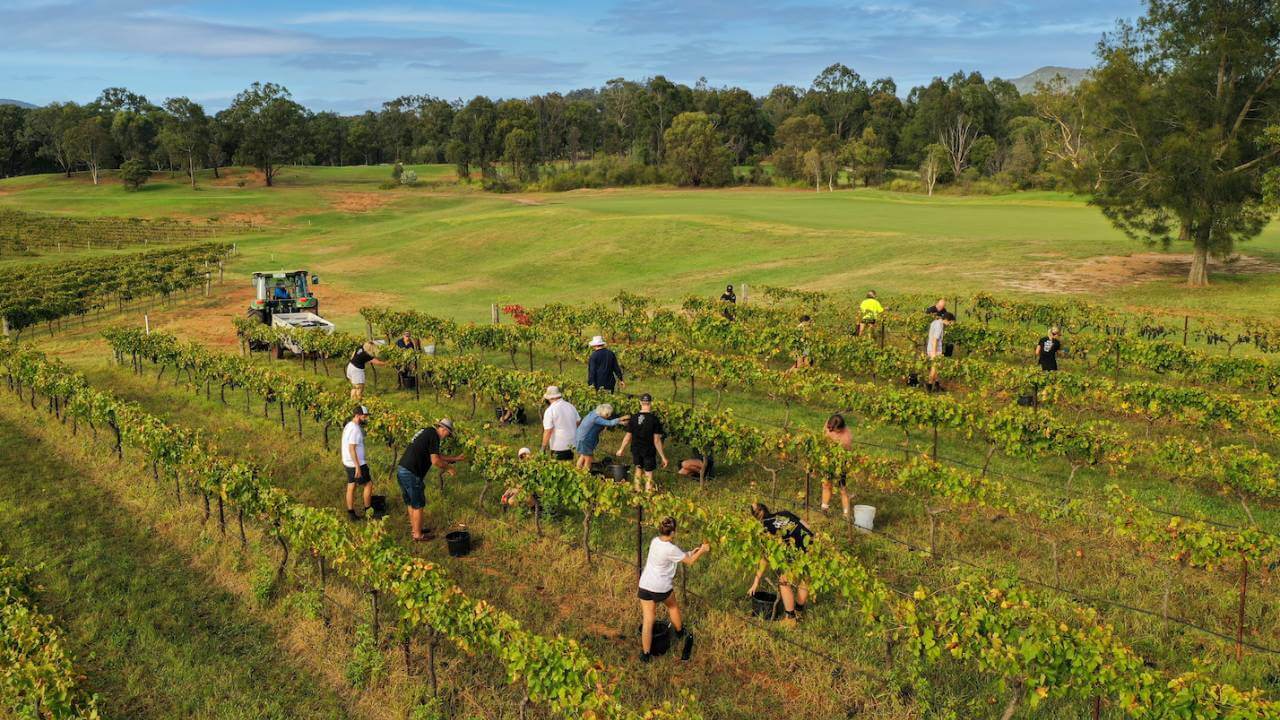 Sustainable Winegrowing Australia certified vineyard-Graveyard Vineyard