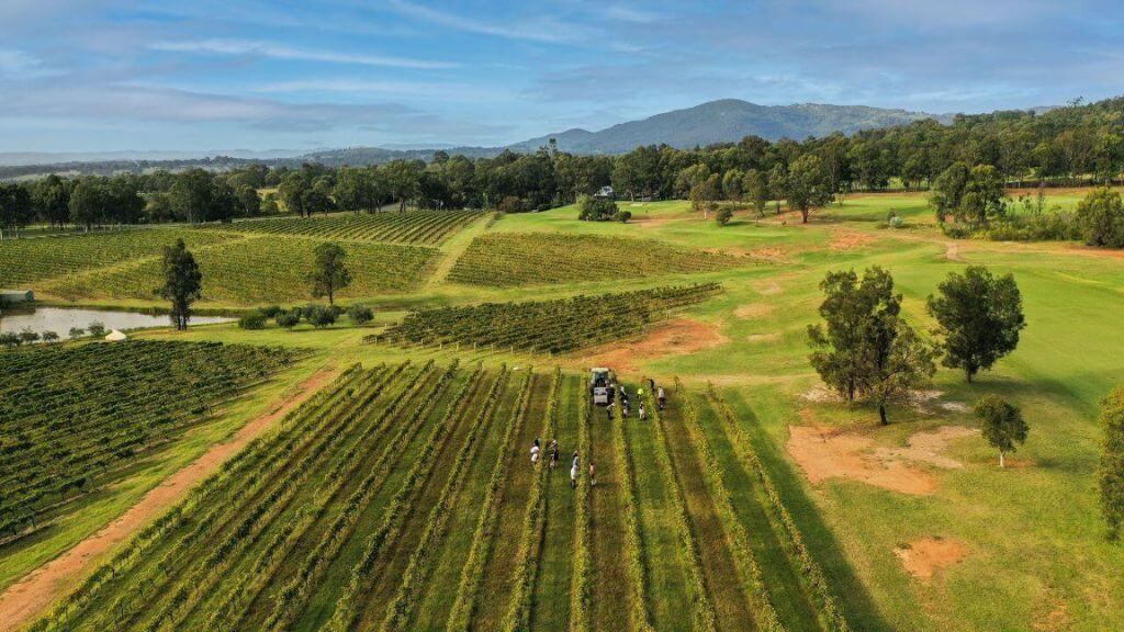 Brokenwood Wines Hunter Valley vineyard during harvest season