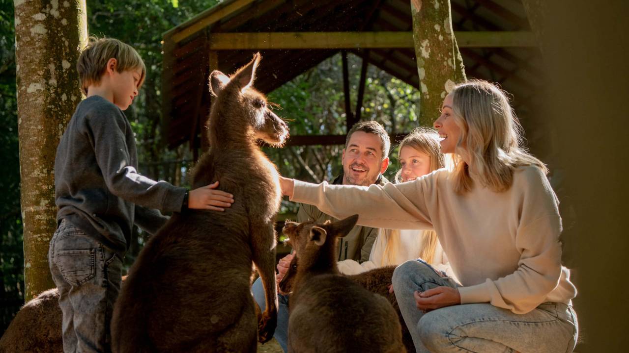 Family feeding a kangaroo at the zoo