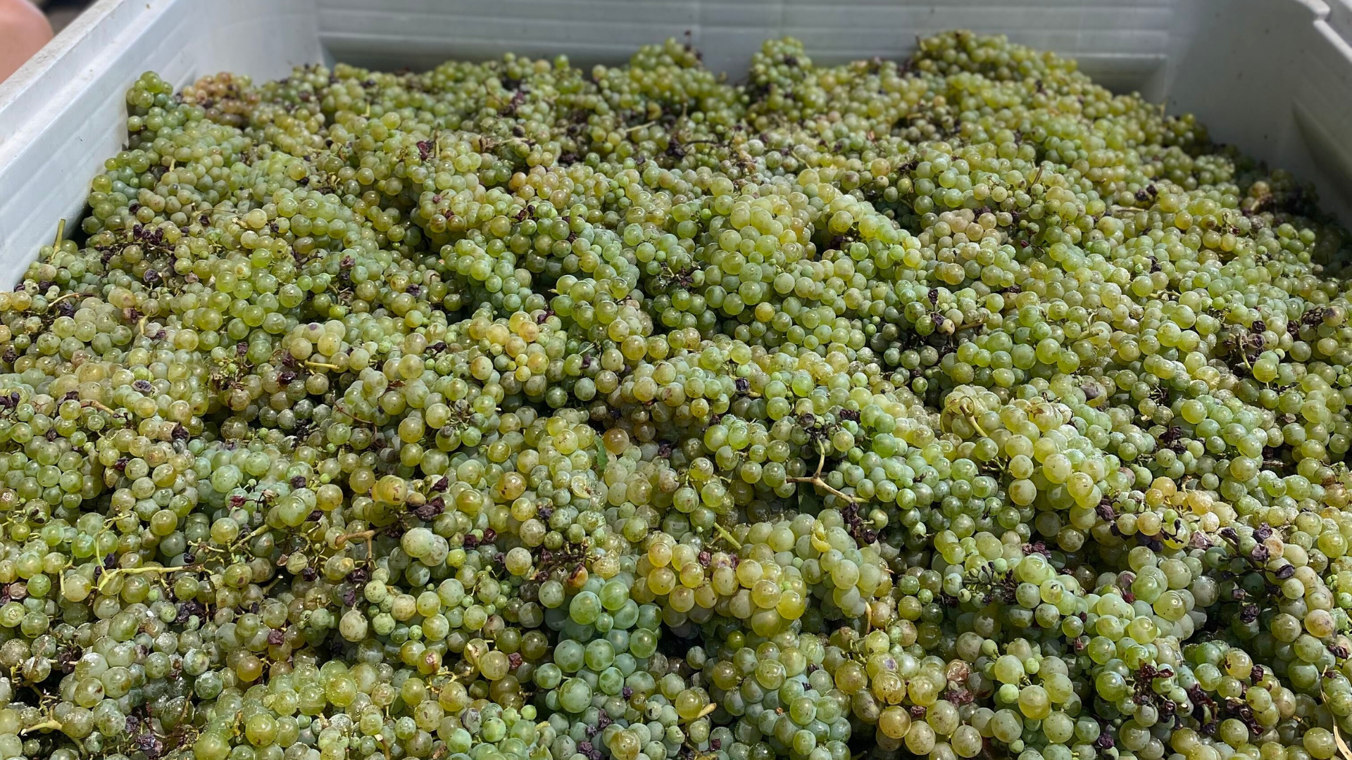 pokolbin-vineyard-grapes