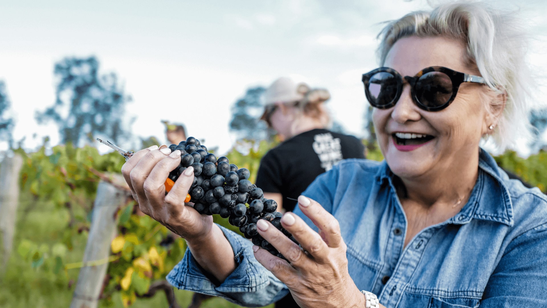 woman-picking-grapes-in-vineyard