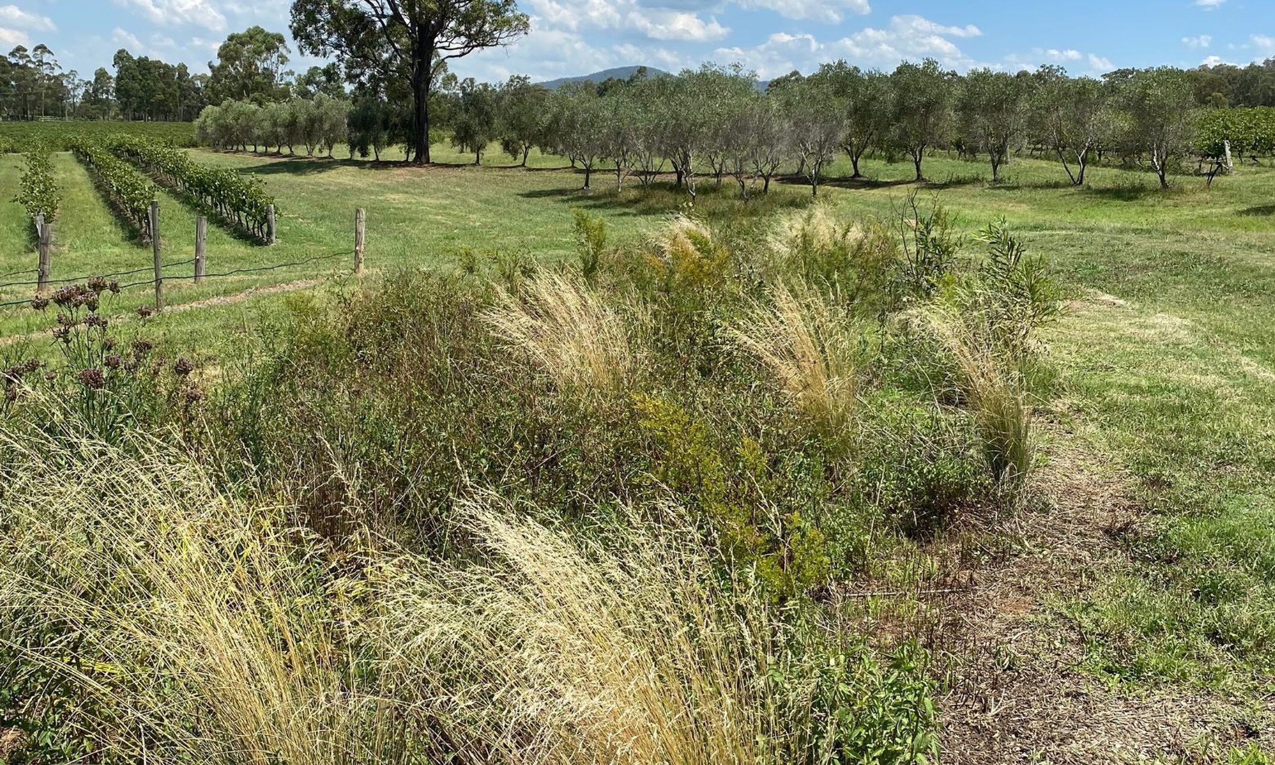 brokenwood-hunter-valley-biodiversity