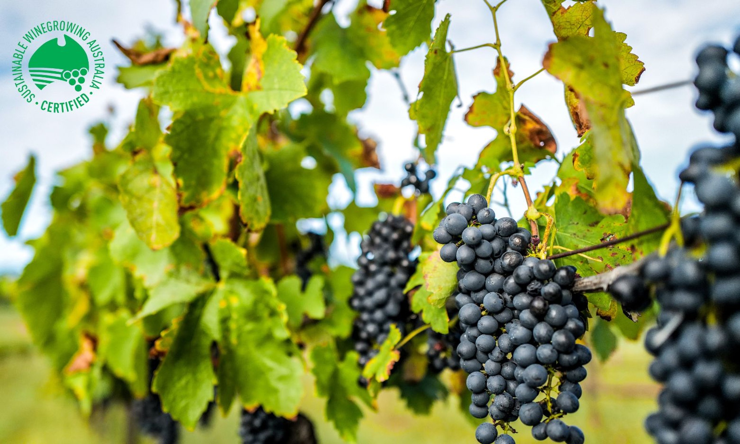 brokenwood-hunter-valley-sustainability
