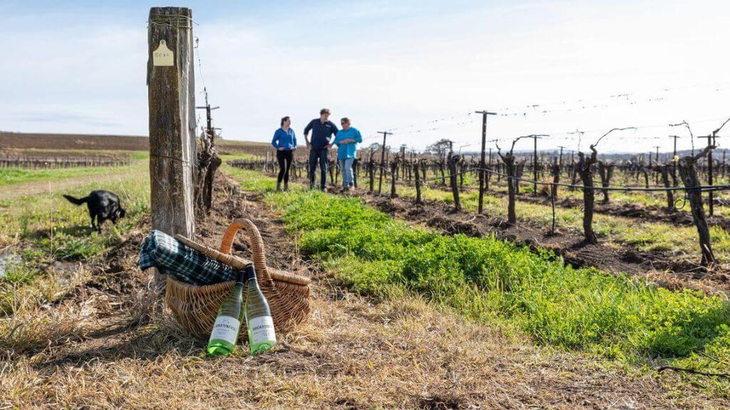 Oakey Creek Vineyard in the Hunter Valley