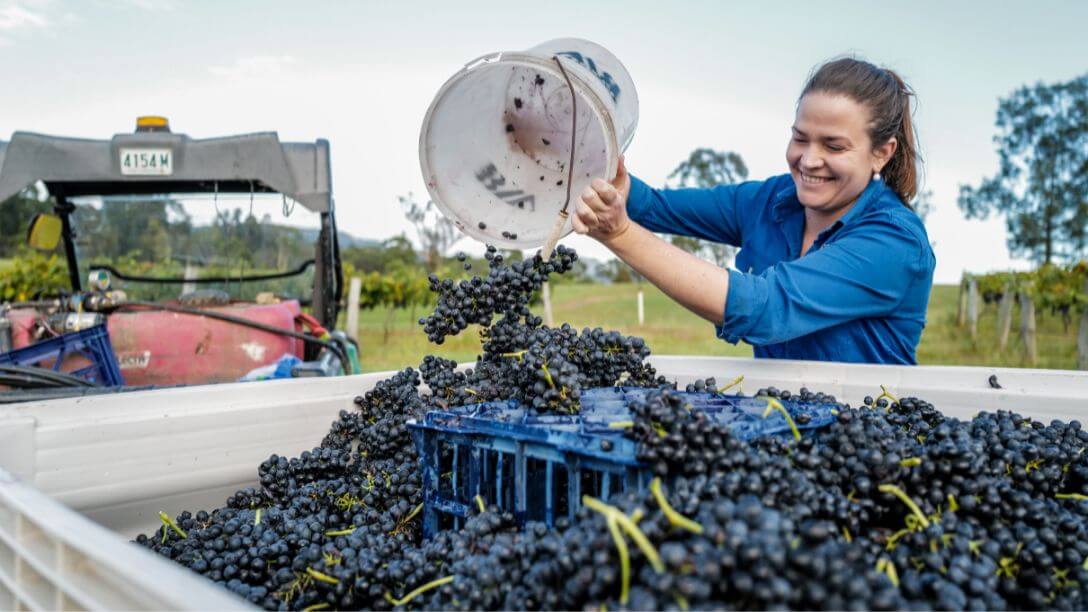 Harvesting red wine grapes from the Hunter Valley vineyards