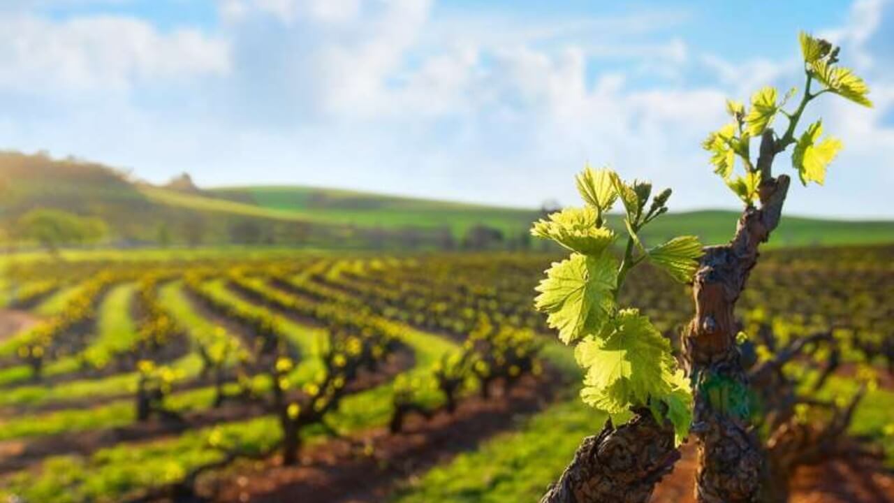 Vines in the Barossa Valley