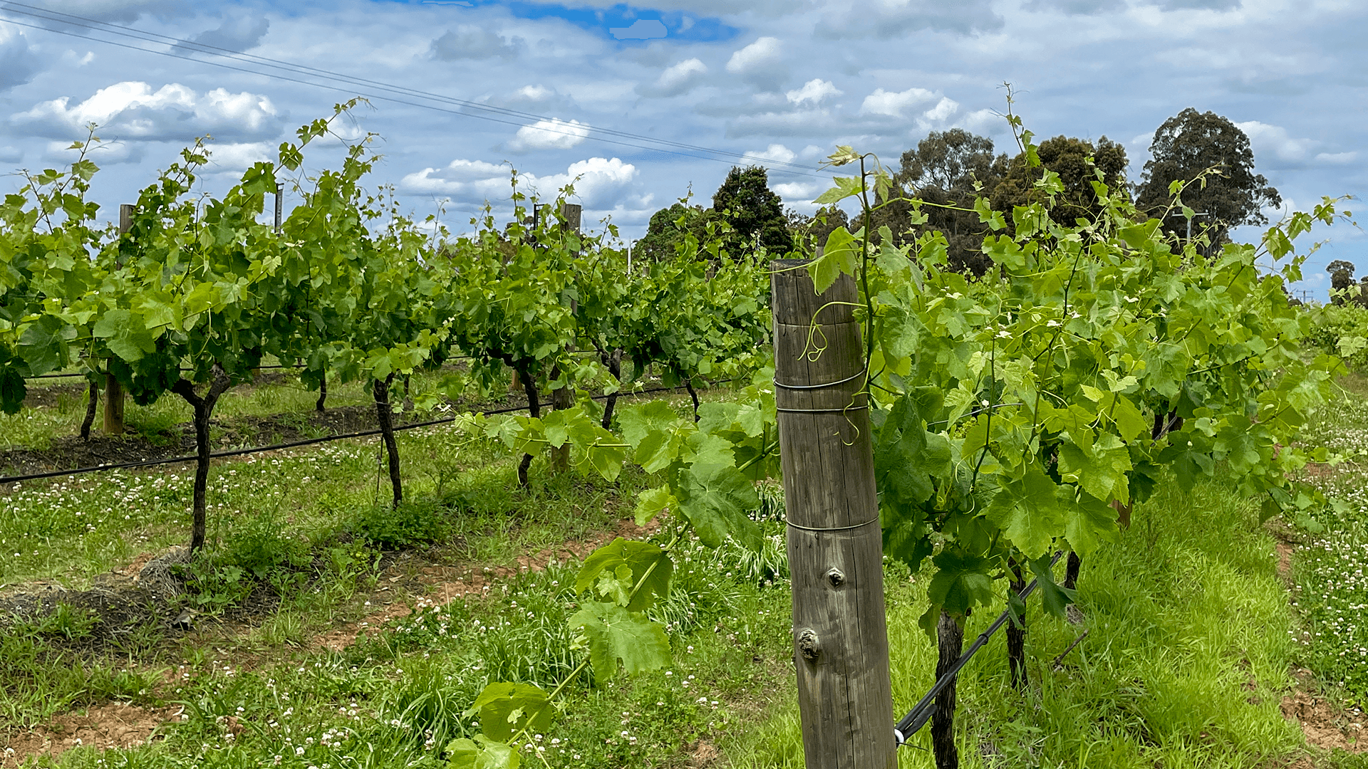 hunter-valley-brokenwood-vineyard