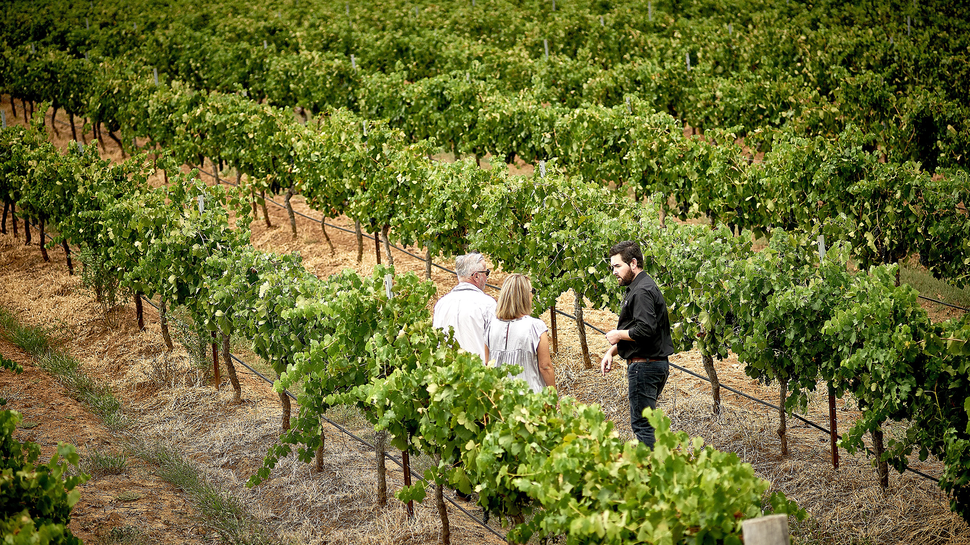 brokenwood-vineyard-tour-hunter-valley
