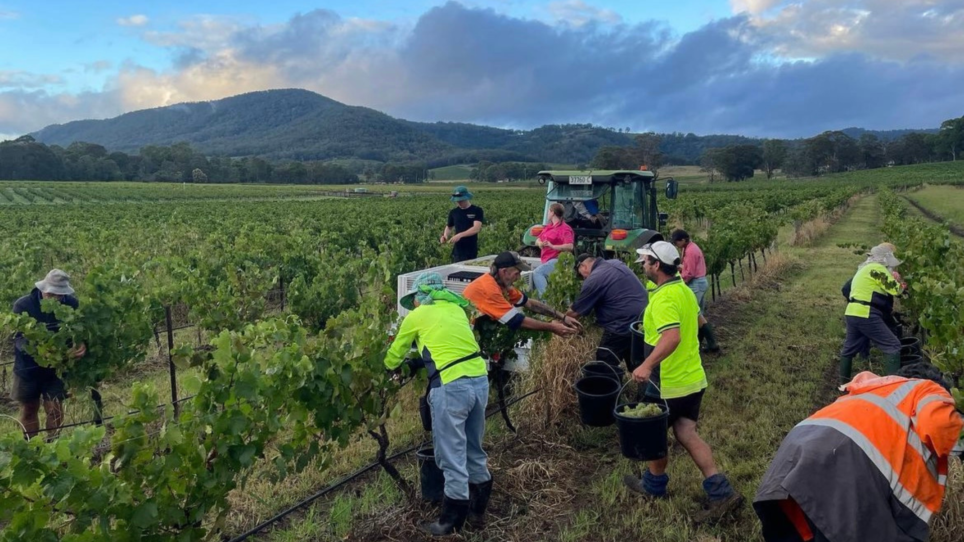 pokolbin-vineyard-picking-vintage