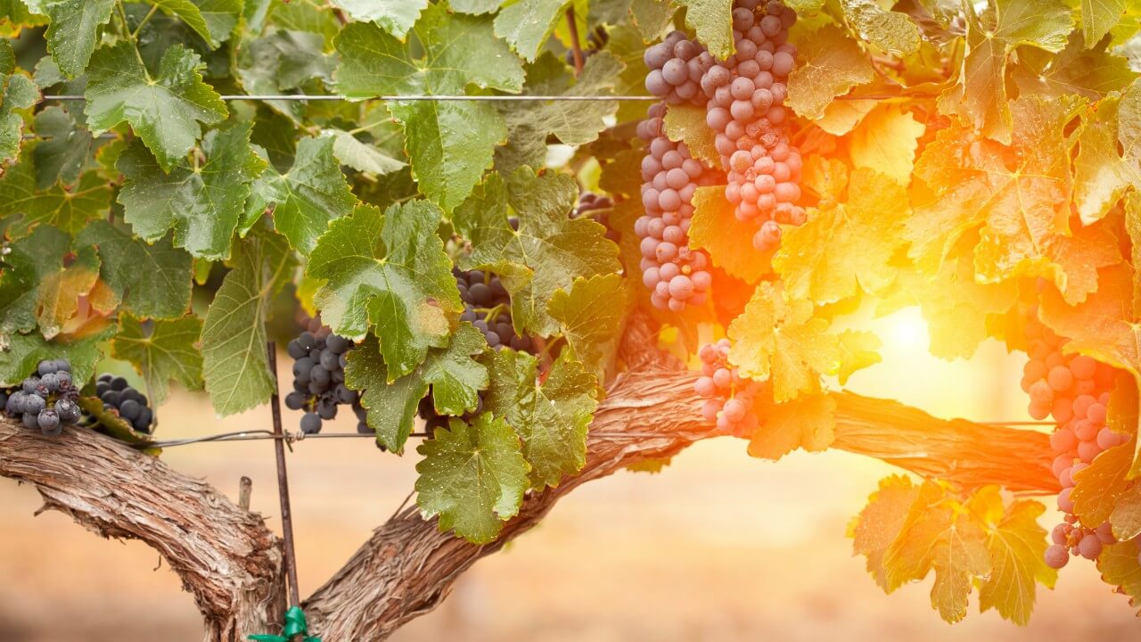 Grapes ready for harvesting in vineyard