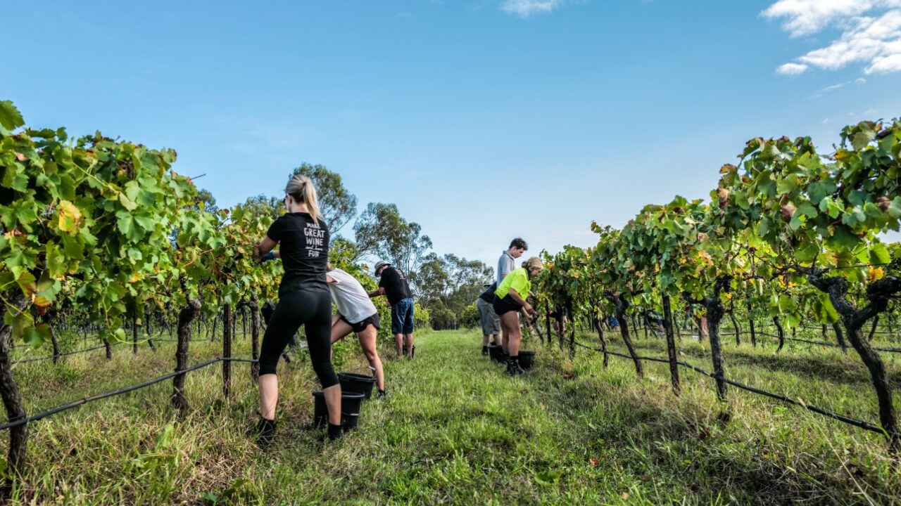 harvesting grapes at the Brokenwood Wines vineyards