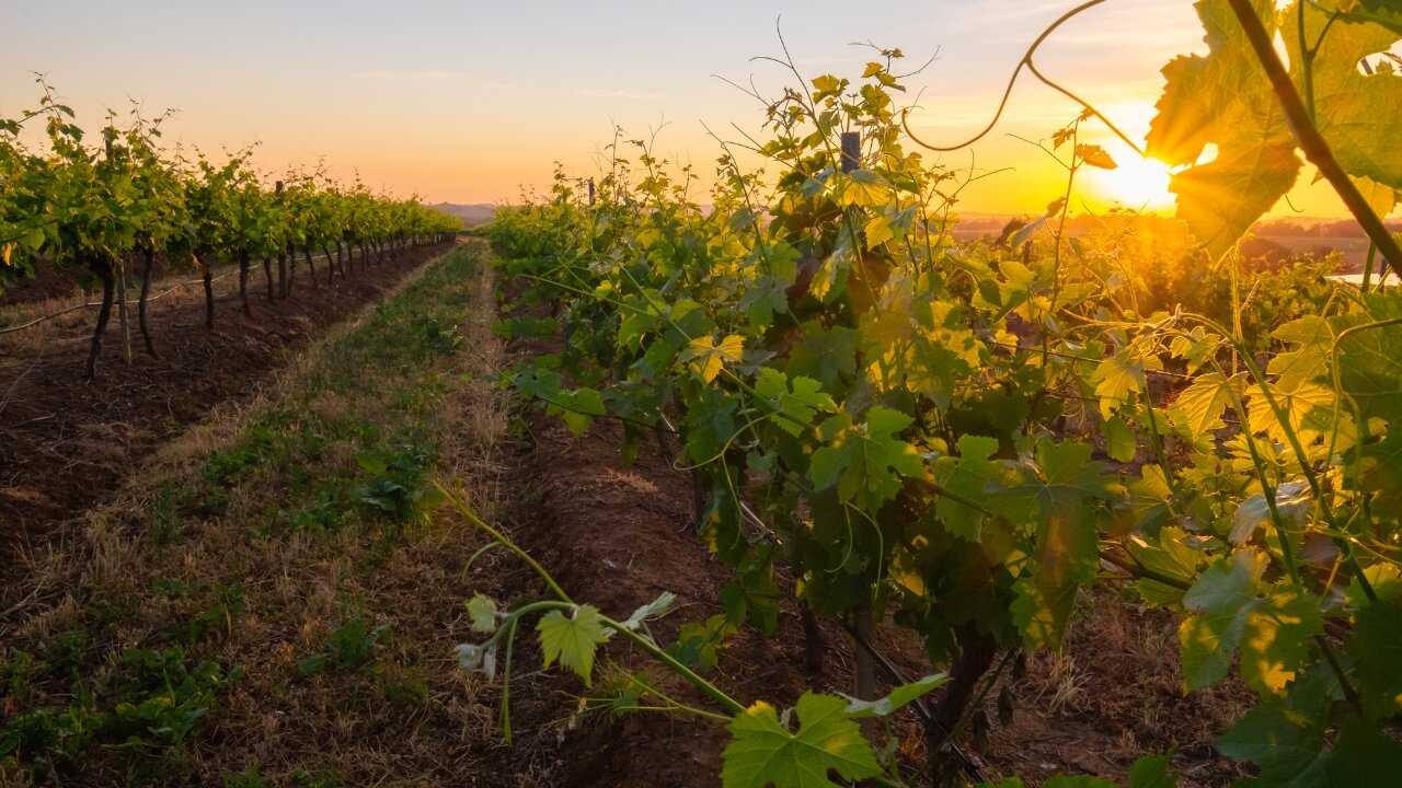vineyard in the Hunter Valley