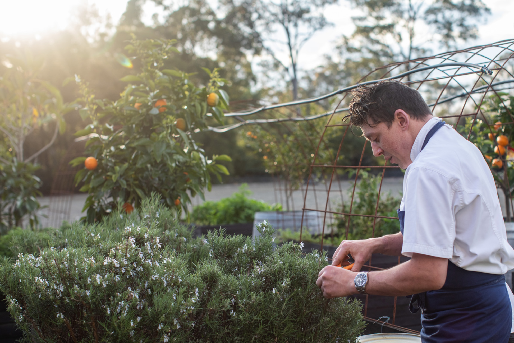 sean-townsend-the-wood-restaurant-chef-cook