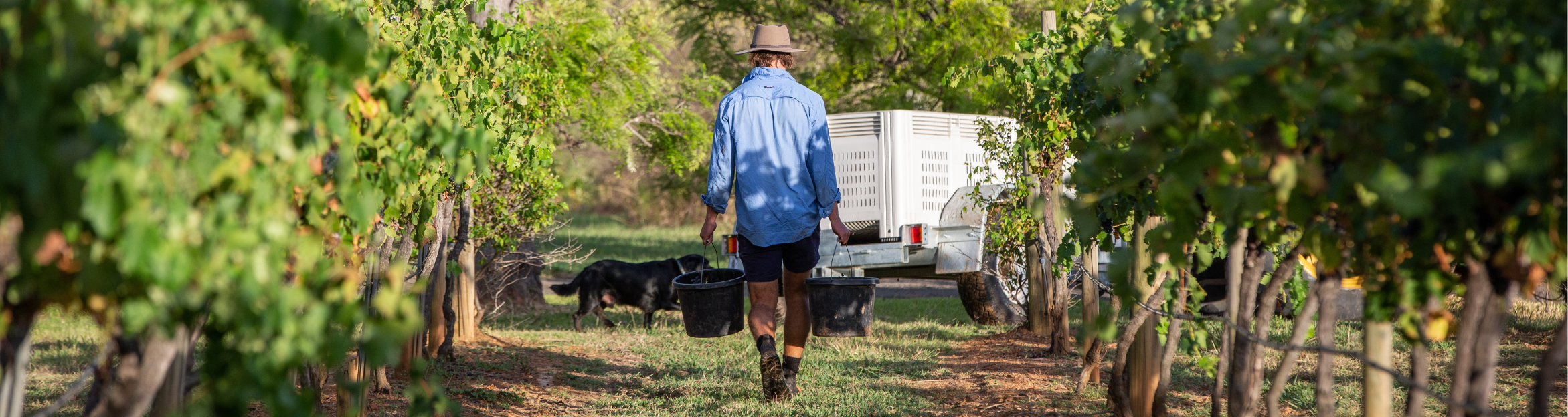 brokenwood hunter valley vineyard